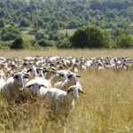 Des moutons et des pollinisateurs dans les Causses du Quercy